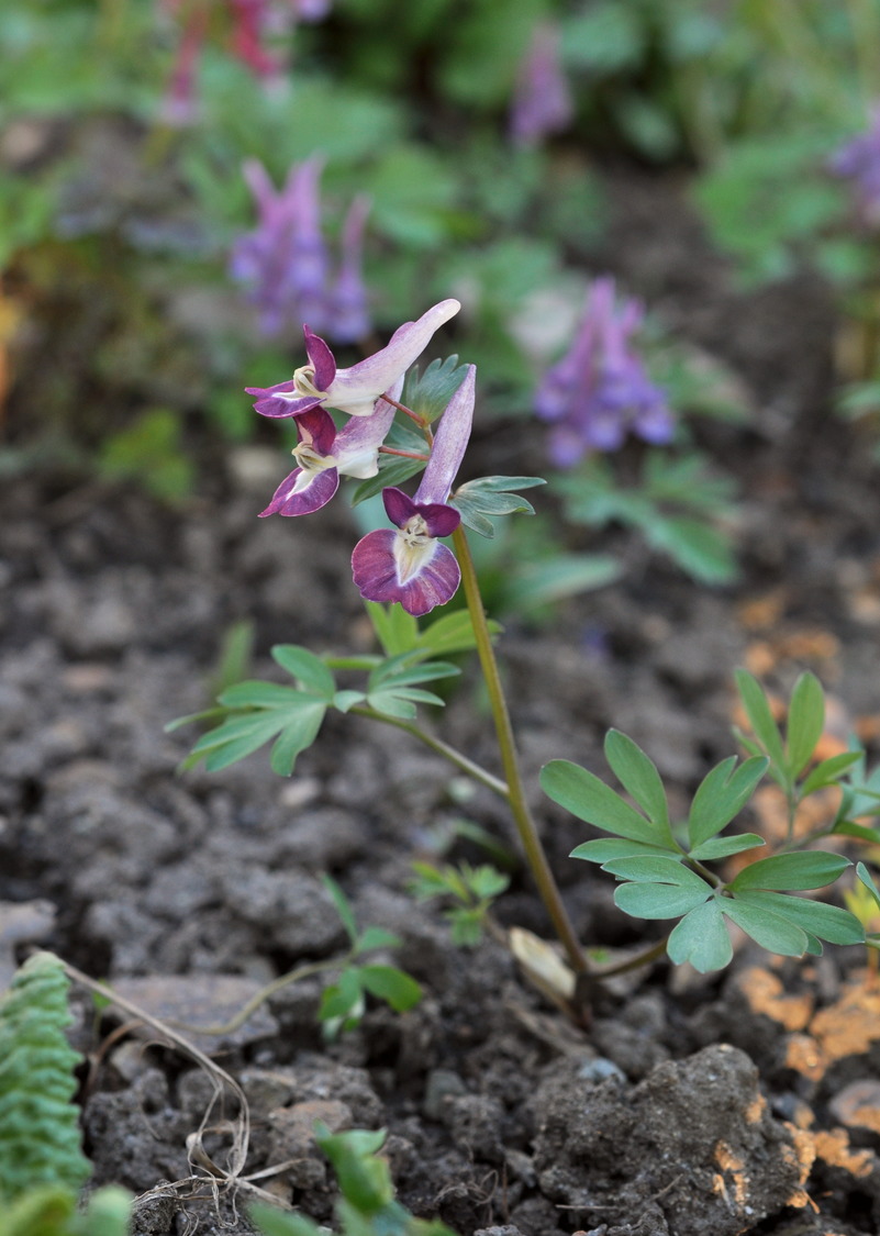Image of Corydalis × allenii specimen.