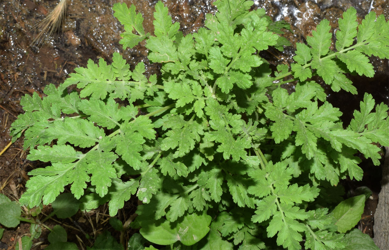 Image of Pyrethrum parthenifolium specimen.