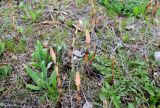 Equisetum arvense. Спороносяшие растения в сообществе с молодыми розетками Asteraceae sp. и пробивающейся травой. Новая Москва, окр. дер. Ярцево, южная обочина дороги местного значения. 03.05.2019.