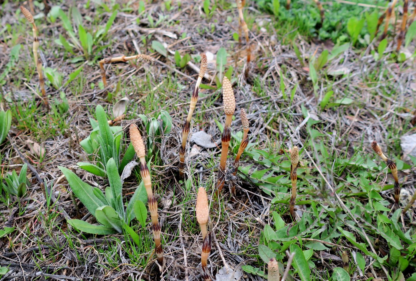 Изображение особи Equisetum arvense.