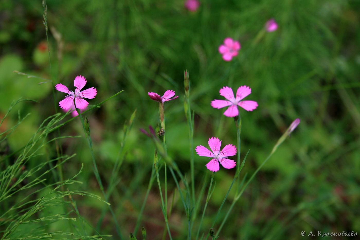 Image of Dianthus deltoides specimen.