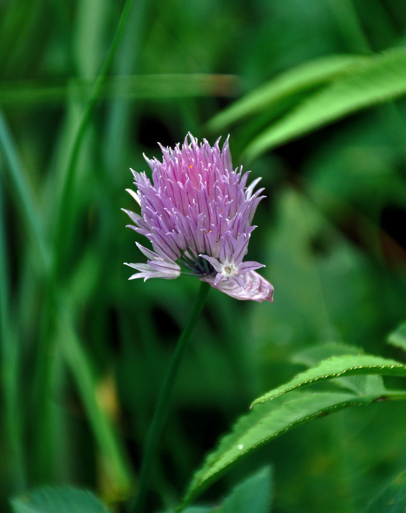 Изображение особи Allium schoenoprasum.