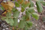 Rosa spinosissima. Листья. Крым, Ай-Петринская яйла. 25 сентября 2010 г.