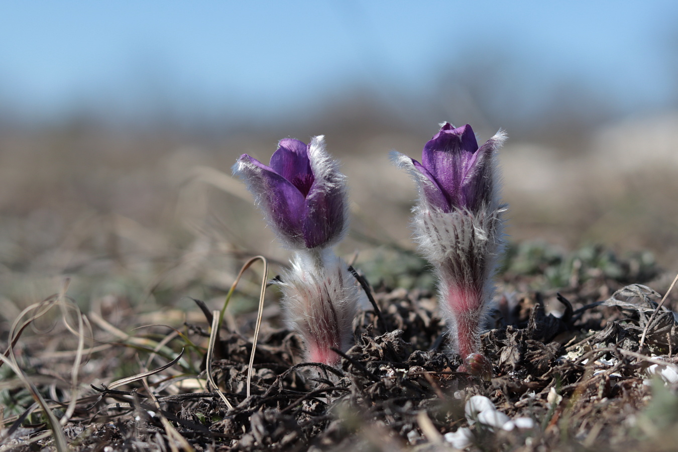 Image of Pulsatilla taurica specimen.