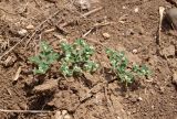 род Euphorbia