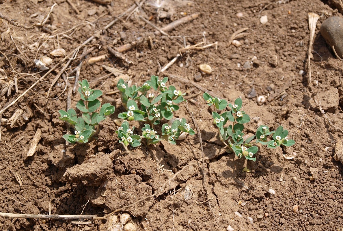 Изображение особи род Euphorbia.