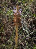 Orobanche coerulescens