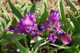 Iris pumila