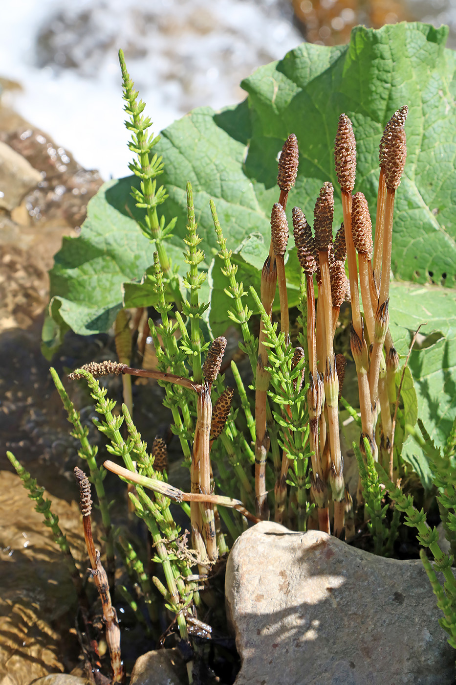 Image of Equisetum arvense specimen.