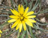 Scorzonera mollis