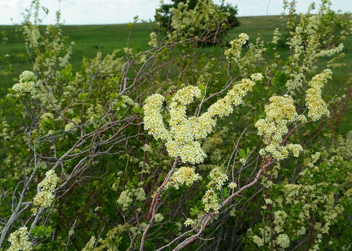 Image of Spiraea hypericifolia specimen.