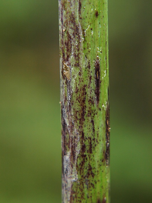 Image of Angelica cincta specimen.