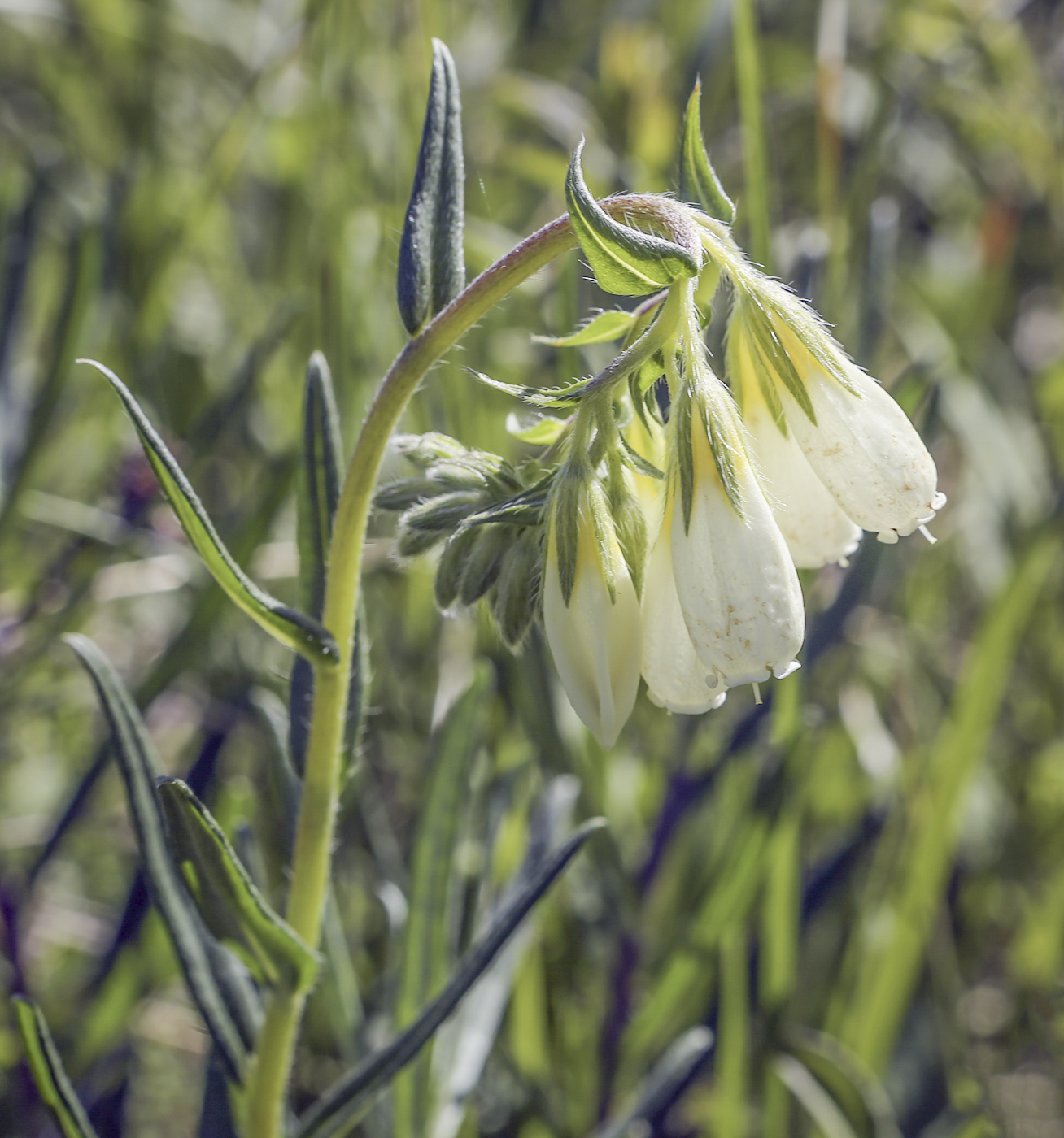 Изображение особи Onosma volgensis.