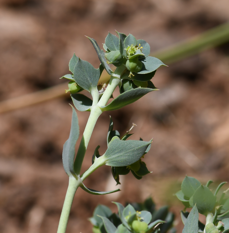 Image of Euphorbia aleppica specimen.