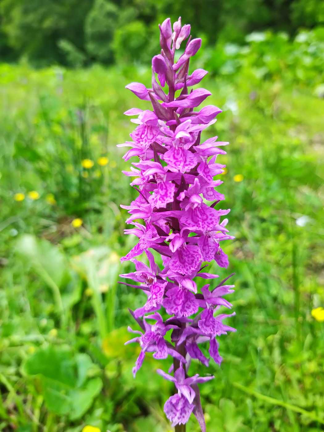 Изображение особи Dactylorhiza euxina.