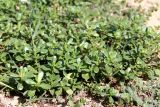 Portulaca oleracea. Цветущие растения. Казахстан, г. Актау, в вазоне. 22 июня 2021 г.