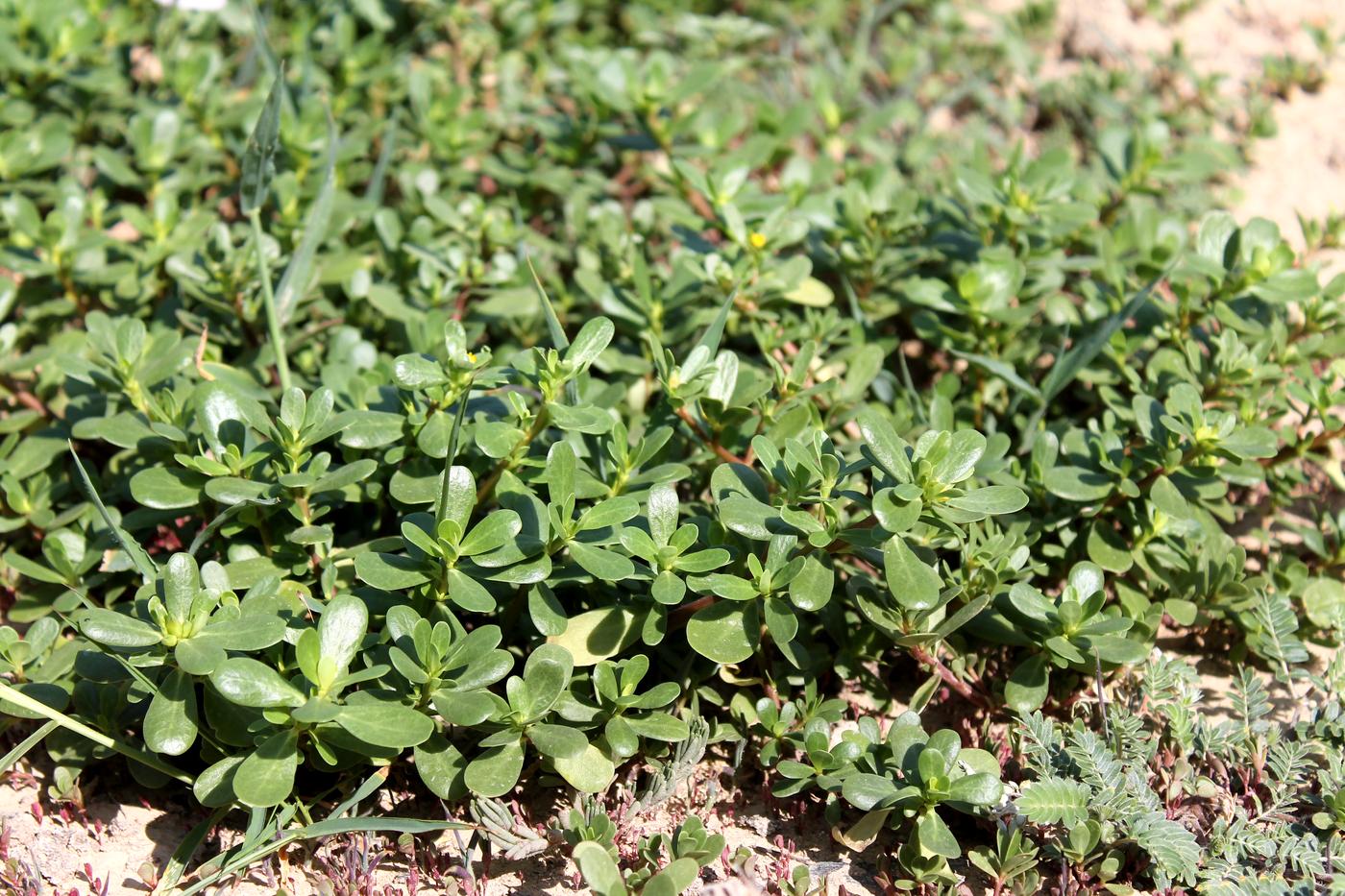 Изображение особи Portulaca oleracea.