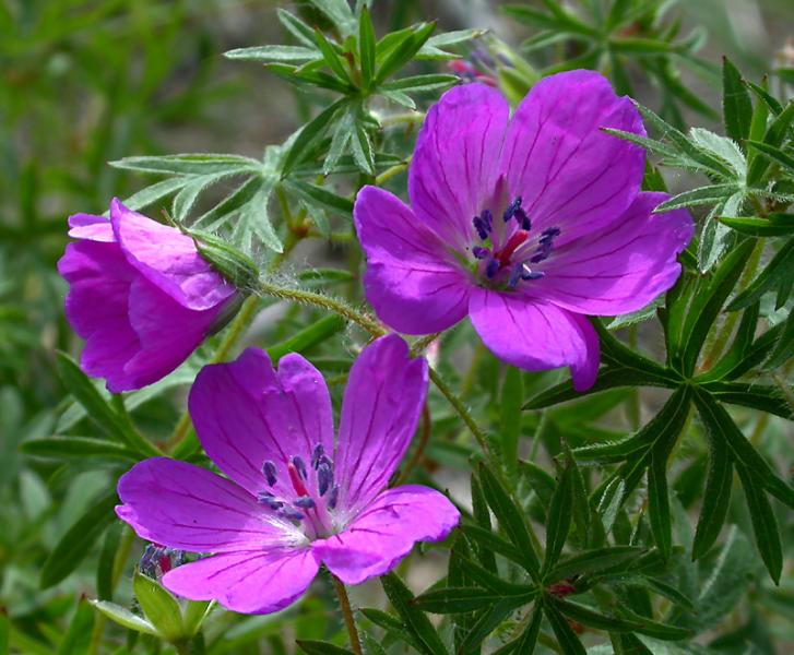 Image of Geranium sanguineum specimen.