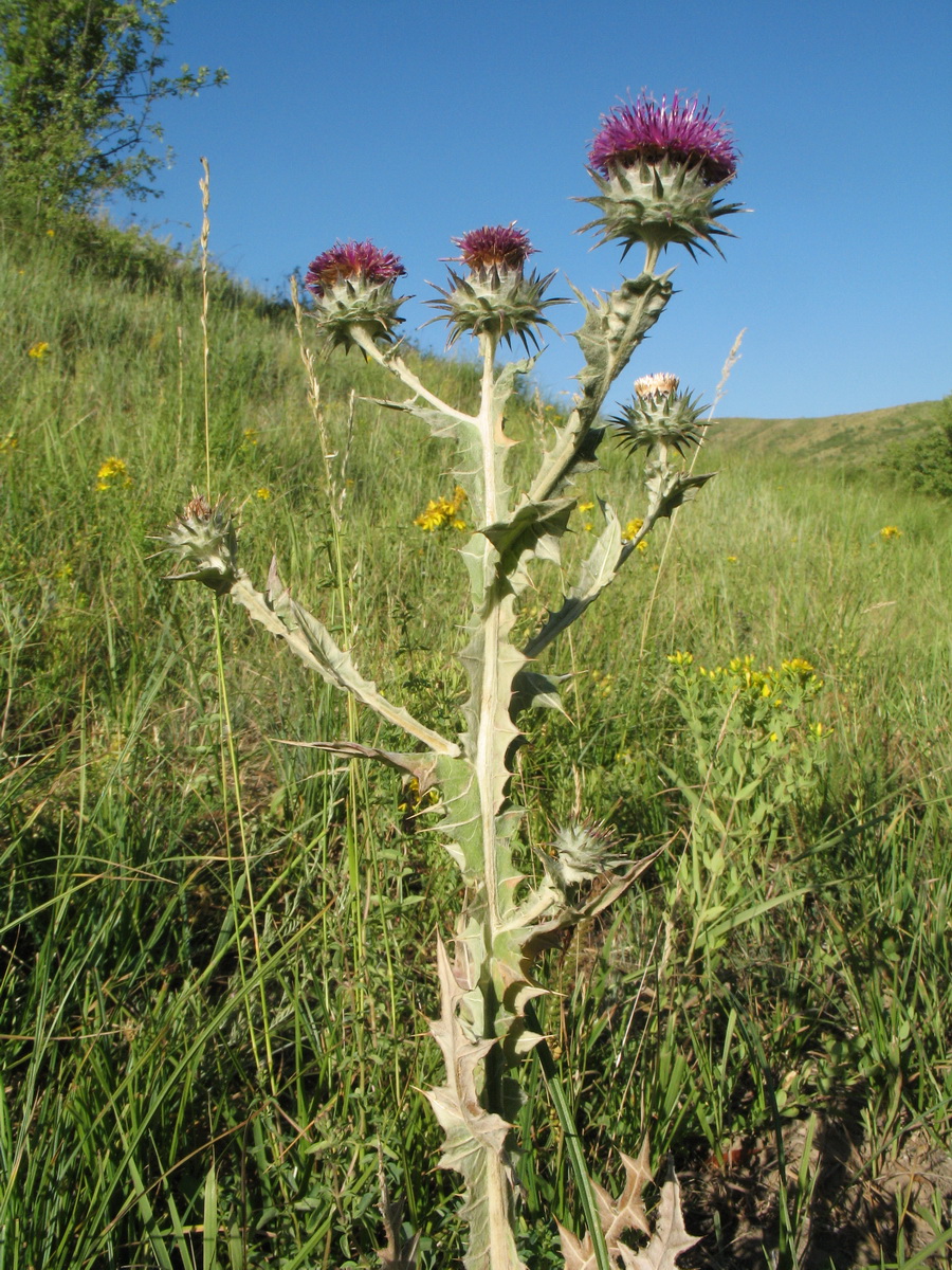 Изображение особи Cousinia microcarpa.