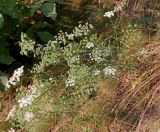 Ammi majus