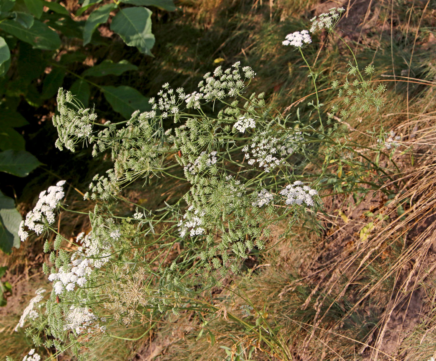 Изображение особи Ammi majus.