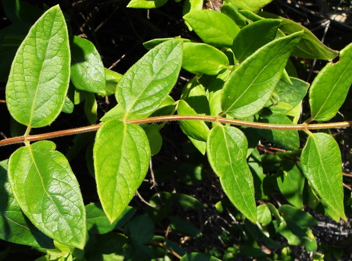 Image of Lonicera japonica specimen.