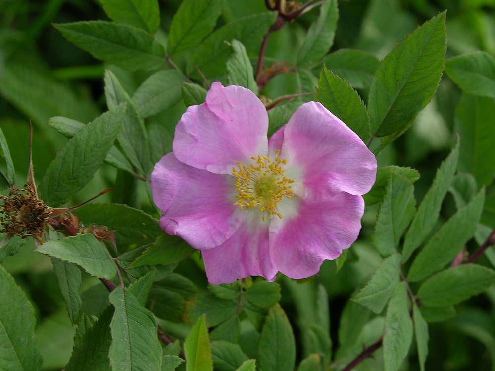 Image of Rosa amblyotis specimen.