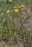 Inula caspica