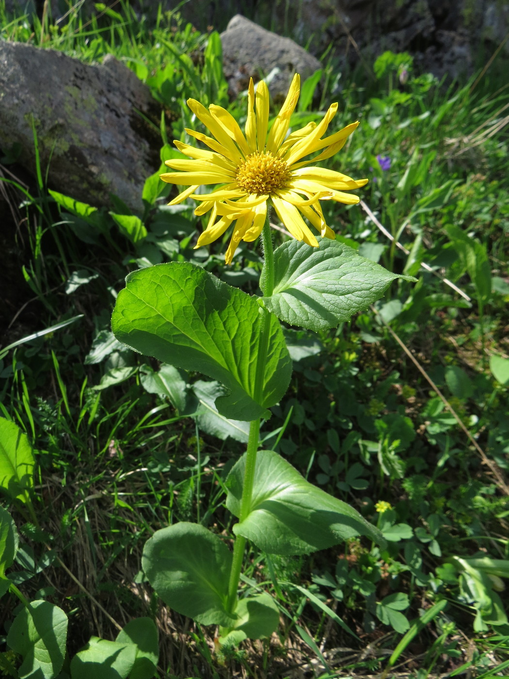 Изображение особи Doronicum altaicum.