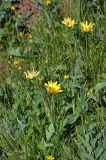 genus Tragopogon. Верхушки цветущих растений. Крым, Караларский природный парк, окр. бухты Шелковица, степь. 08.05.2021.