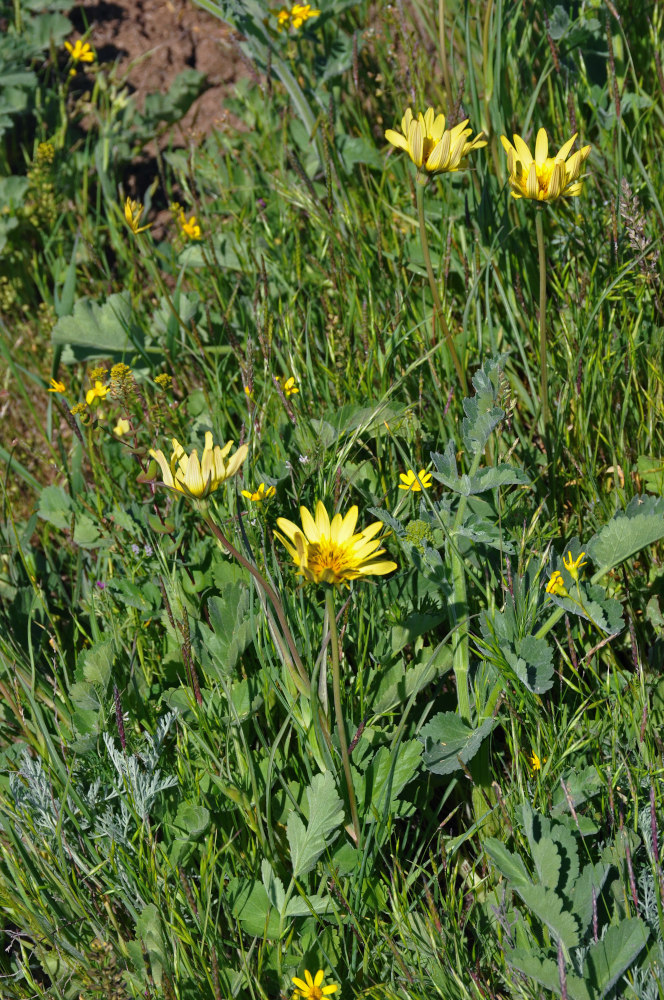 Image of genus Tragopogon specimen.