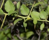 Gymnosporia buxifolia