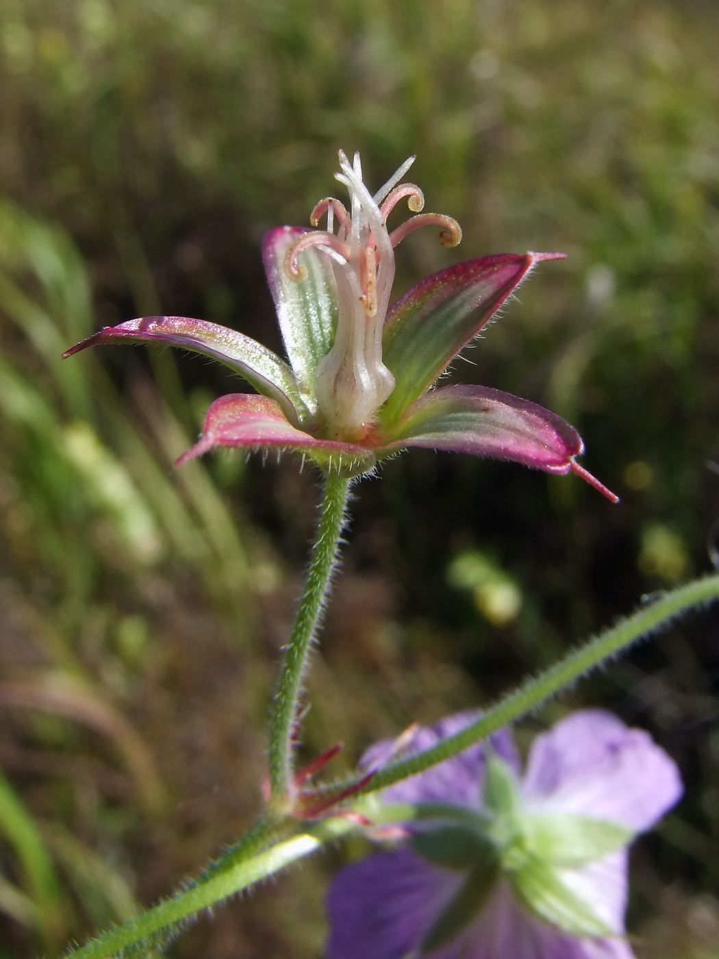 Изображение особи Geranium wlassovianum.