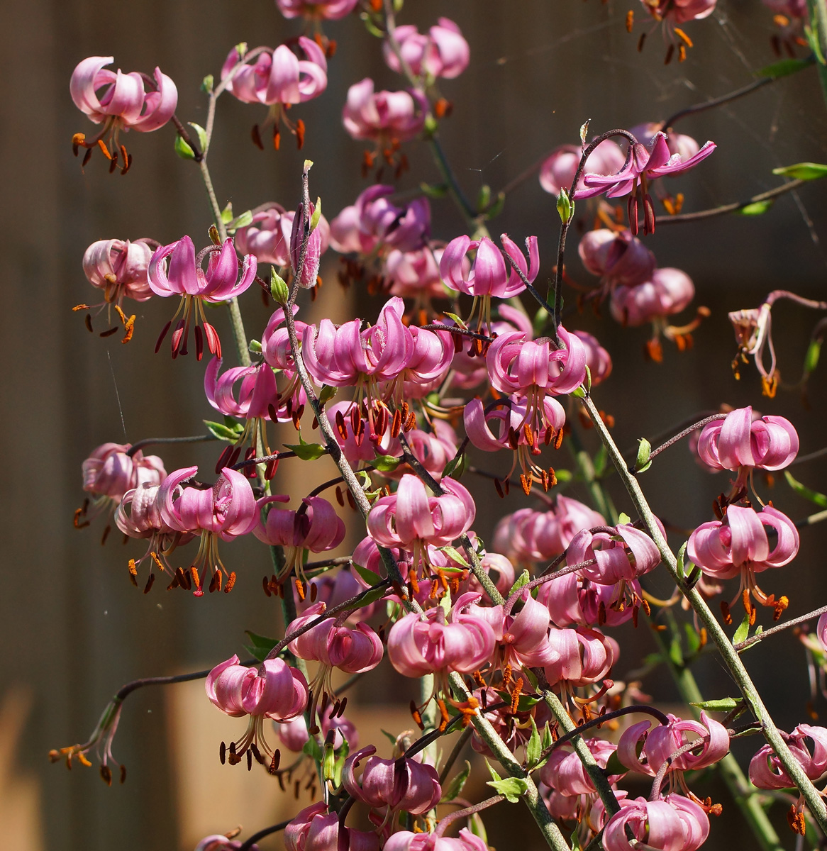 Image of Lilium pilosiusculum specimen.