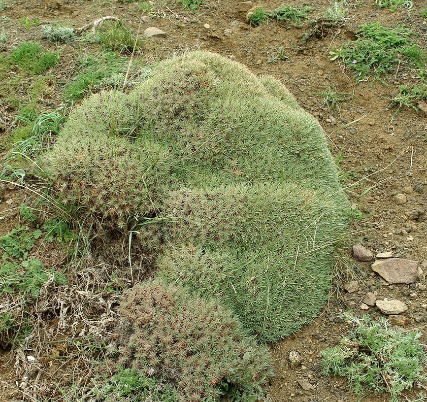 Image of Acantholimon hohenackeri specimen.