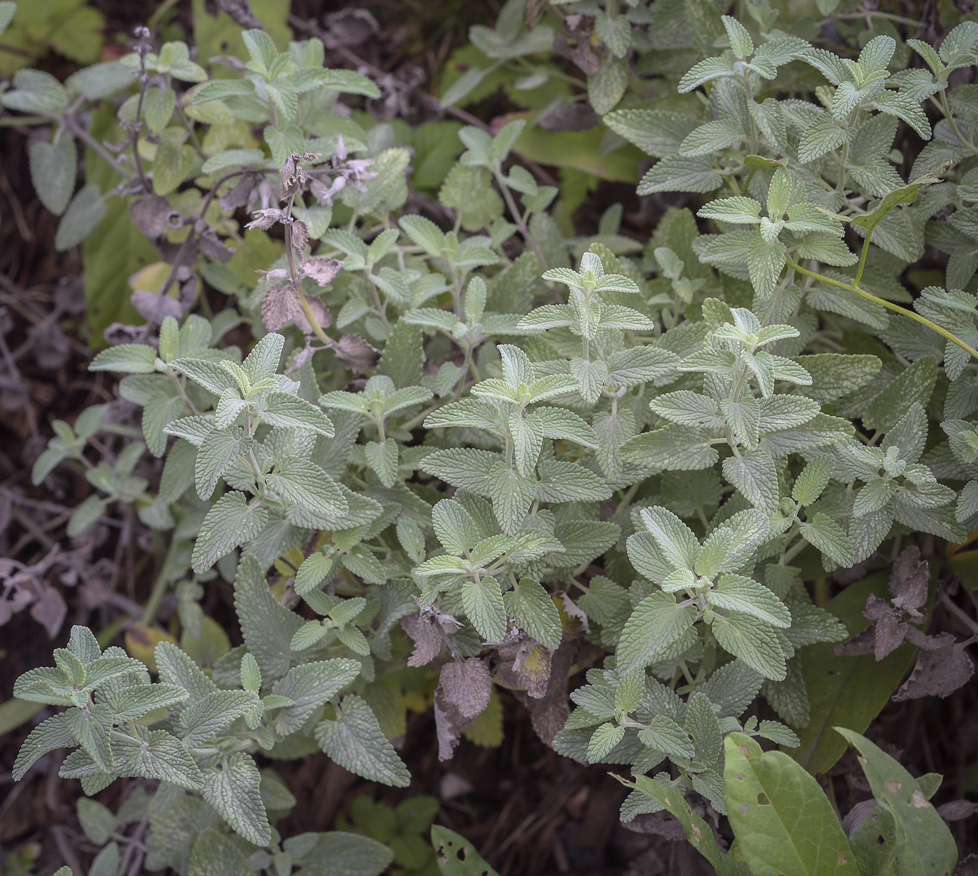 Изображение особи Nepeta &times; faassenii.