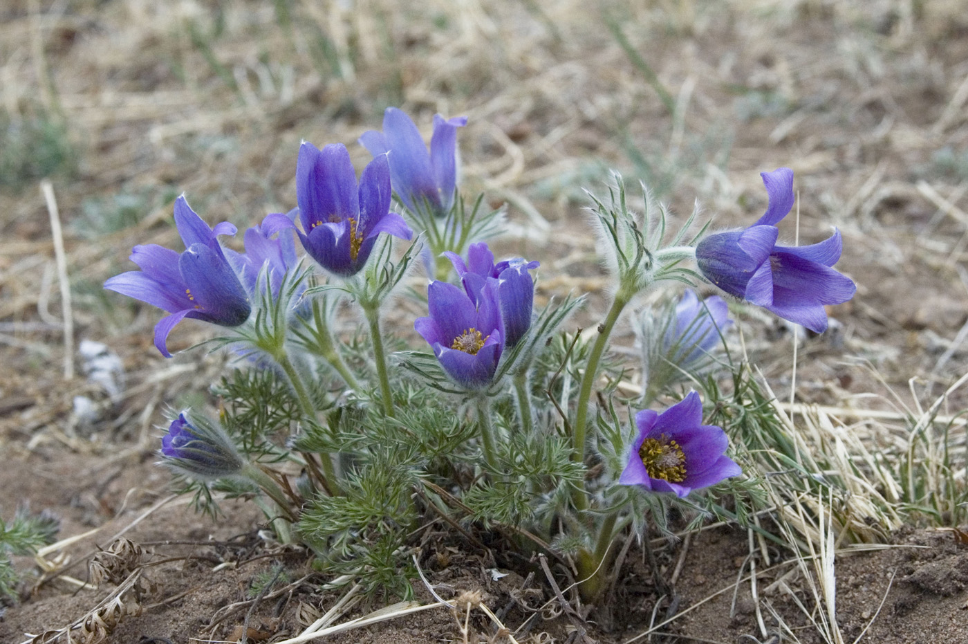 Image of Pulsatilla turczaninovii specimen.