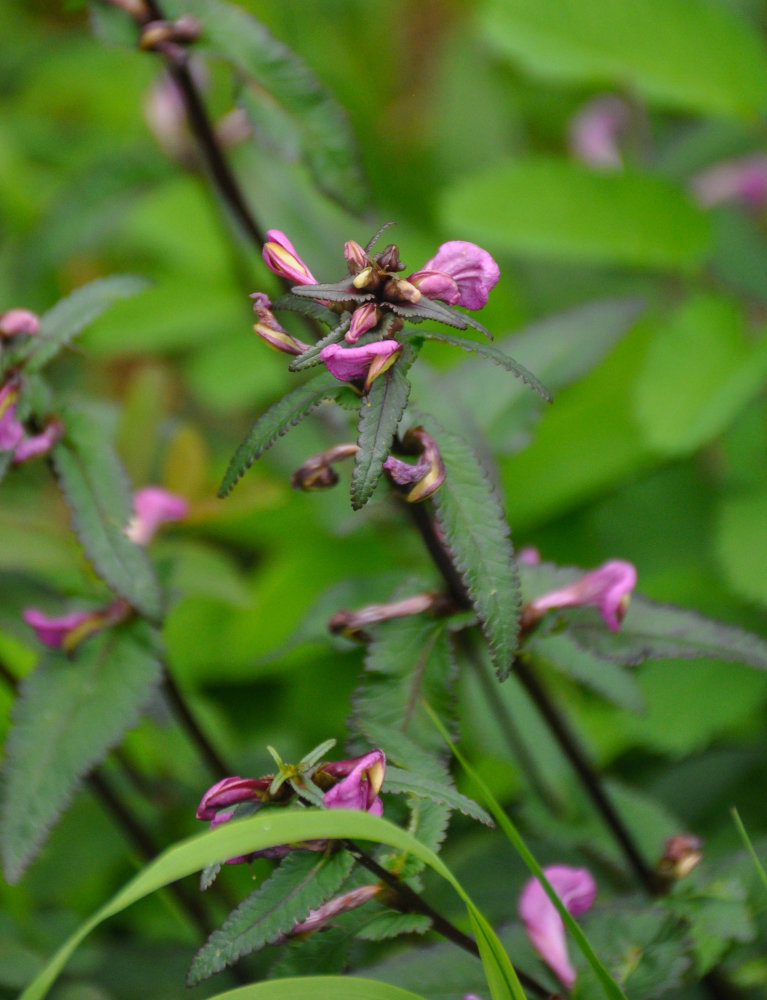 Image of Pedicularis resupinata specimen.