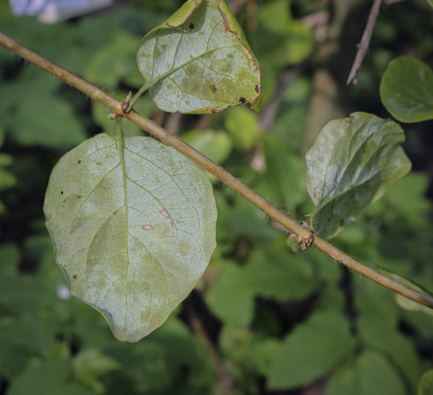 Изображение особи Lonicera periclymenum.