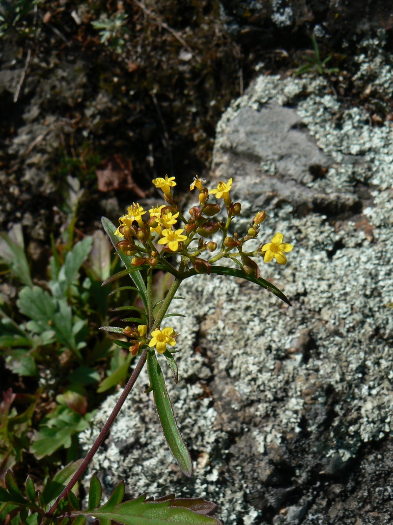 Изображение особи Patrinia rupestris.