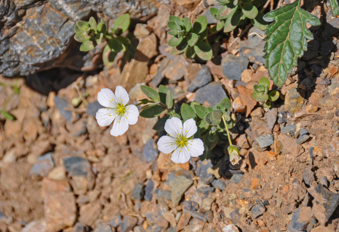 Image of Cerastium lithospermifolium specimen.