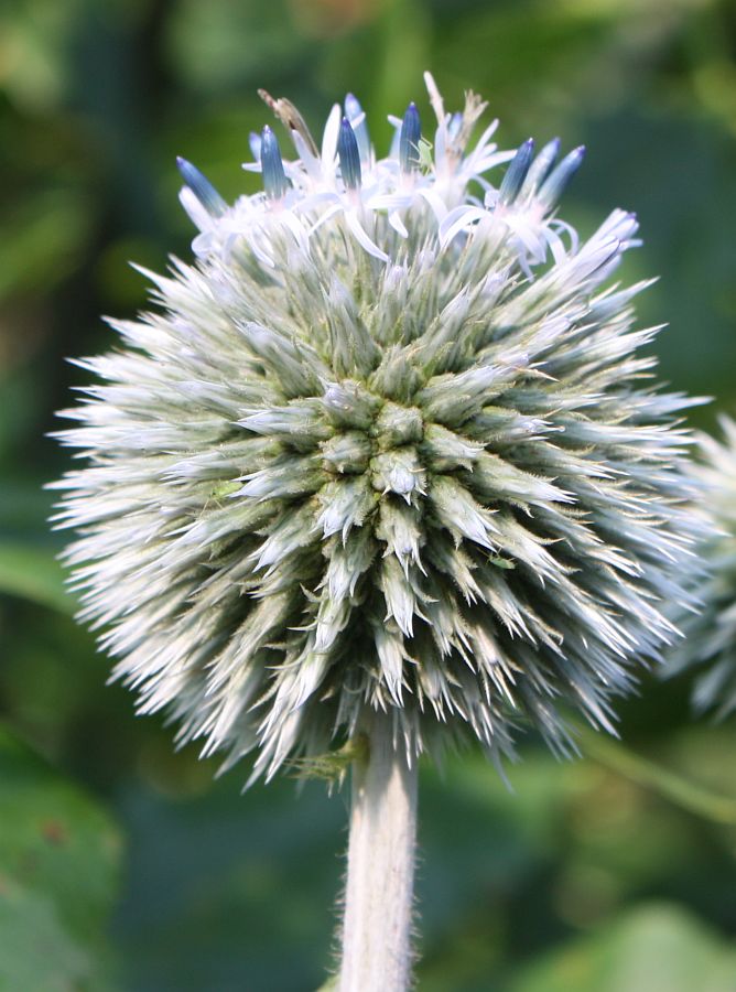 Image of Echinops sphaerocephalus specimen.
