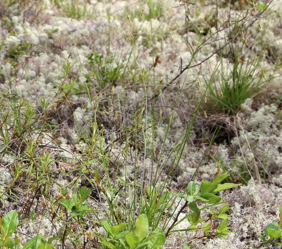 Изображение особи Carex fuscidula.