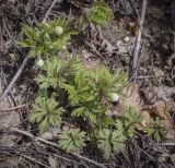 Anemone sylvestris