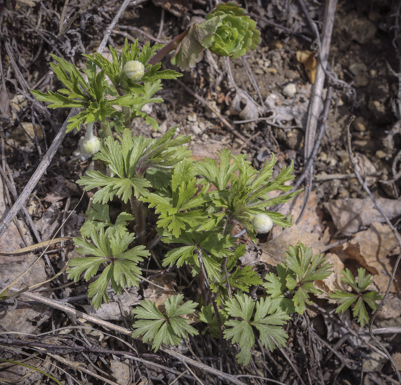 Изображение особи Anemone sylvestris.