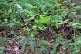 genus Euphorbia. Цветущее растение. Дагестан, Государственный природный заказник федерального значения \"Самурский\", широколиственный лес. 08.05.2022.