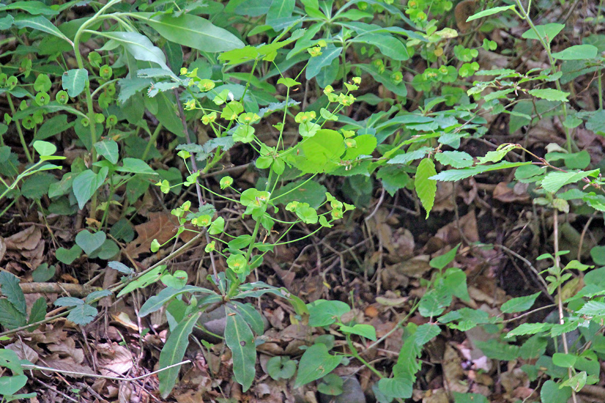 Image of genus Euphorbia specimen.