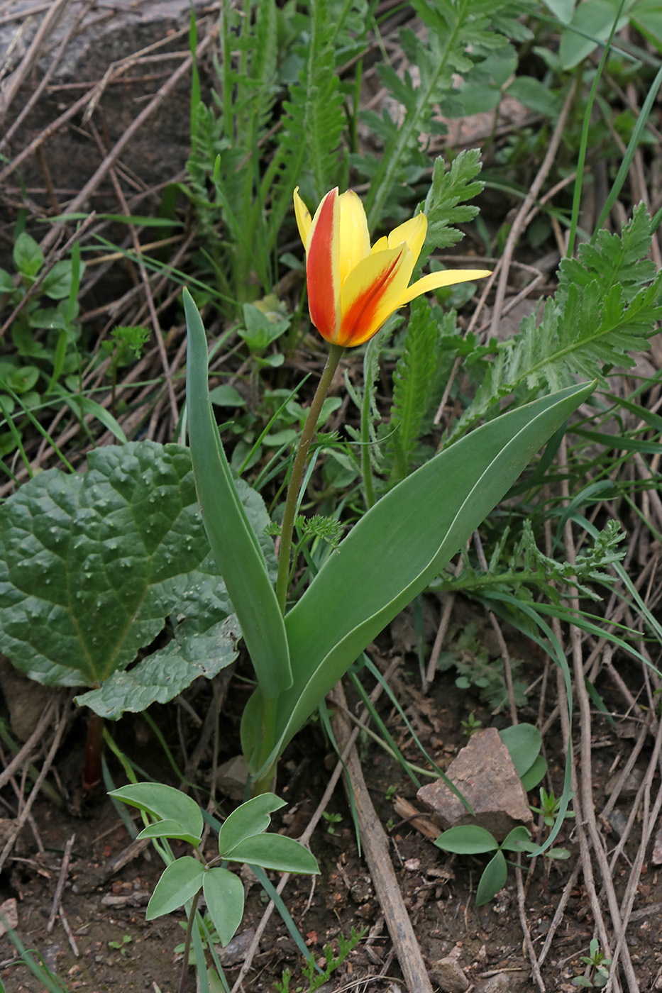 Изображение особи Tulipa tschimganica.