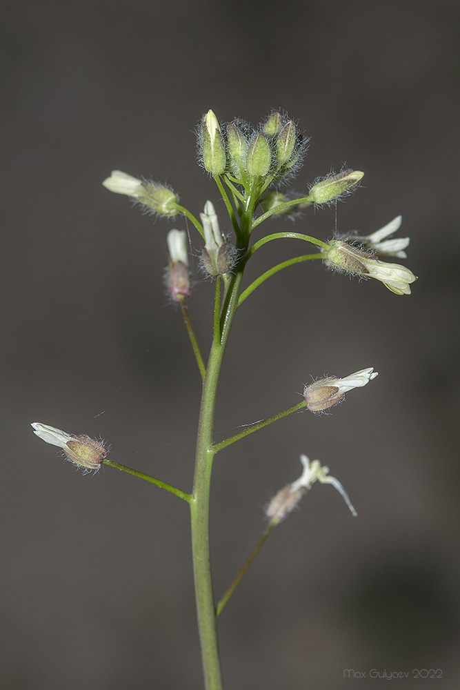 Image of Camelina rumelica specimen.