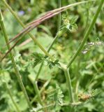 Apiaceae